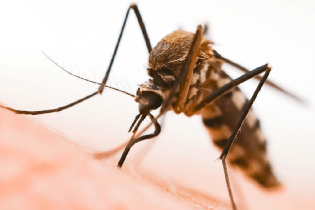 How To Remain Healthy In The Season Of Mosquito Borne Diseases
