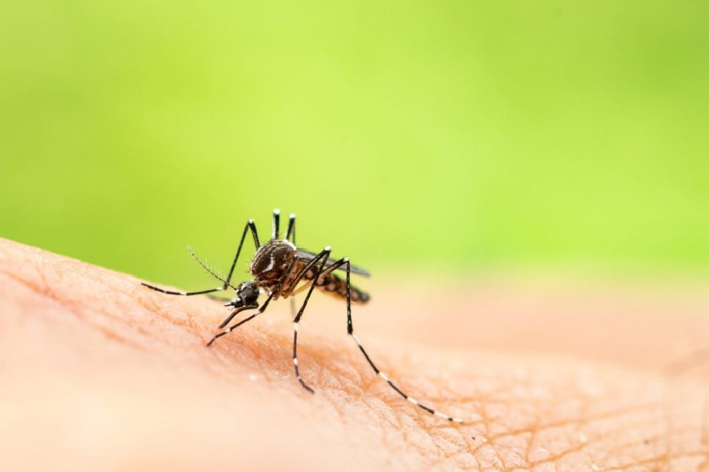 Mosquitoes: Facts About The Deadliest Insects In The World.